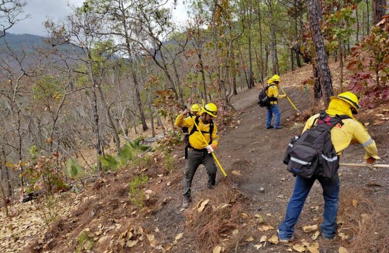 Refuerzan acciones de prevención de incendios con rehabilitación de guardarrayas en Chilpancingo