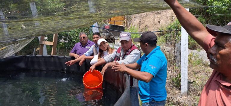 Sagadegro y Sembrando Vida realizan en Omiltemi siembra de trucha arcoíris
